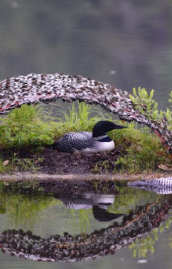 Sealite Suministra Boyas de Señalización Perimetral Para Aves Acuáticas Amenazadas (en Inglés)