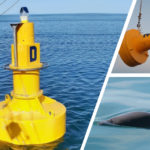 Las Ayudas a la navegación de Sealite señalan y limitan el área de protección de una especie en peligro de extinción.