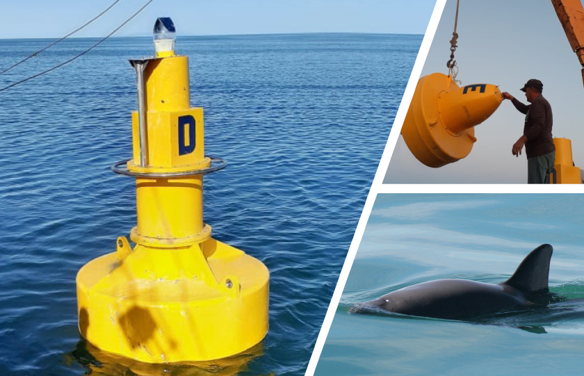 Las Ayudas a la navegación de Sealite señalan y limitan el área de protección de una especie en peligro de extinción.